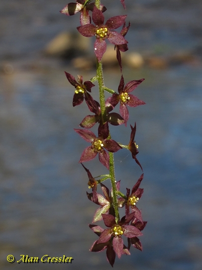{Xanthorhiza simplicissima}